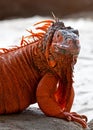 Red Iguana Royalty Free Stock Photo