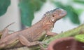 Red iguana is sleeping under the tree. Royalty Free Stock Photo