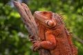 Red iguana sunbathing Royalty Free Stock Photo