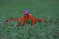 A red iguana is sunbathing Royalty Free Stock Photo
