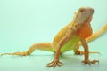 A red iguana is sunbathing. Royalty Free Stock Photo