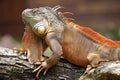 A red iguana is sunbathing on weathered wood. Royalty Free Stock Photo