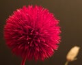 Red ikebana flower