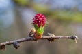 Female cone of Larch