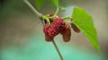 Red immature Mulberry in tree