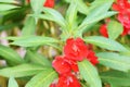 Garden Balsam Impatiens Balsamina Linn flower in garden