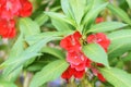 Garden Balsam Impatiens Balsamina Linn flower in garden