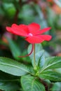 Red impatiens balsamina L. flower