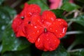 Red impatiens flower with raindrops