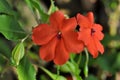 Red Impatiens flower with seed nature outdoor