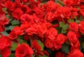 Red Impatiens Flowers Royalty Free Stock Photo