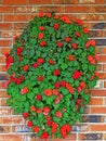Red impatiens shaped into hanging Summer wreath