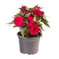 Red impatiens walleriana flowers i