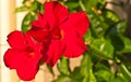 Red, impatient flower blooming, on tropical plant