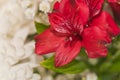 Red impatient flower in full bloom, with the focus on central disc