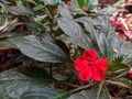 red impatients flowers in the garden