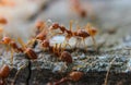 Red imported fire ant,Action of fire ant Royalty Free Stock Photo