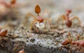 Red imported fire ant,Action of fire ant Royalty Free Stock Photo