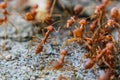 Red imported fire ant,Action of fire ant Royalty Free Stock Photo
