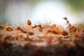 Red imported fire ant,Action of fire ant Royalty Free Stock Photo