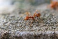 Red imported fire ant,Action of fire ant Royalty Free Stock Photo