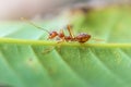 Red imported fire ant,Action of fire ant Royalty Free Stock Photo