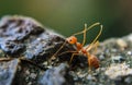Red imported fire ant,Action of fire ant Royalty Free Stock Photo
