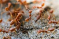 Red imported fire ant,Action of fire ant Royalty Free Stock Photo