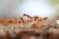 Red imported fire ant,Action of fire ant Royalty Free Stock Photo