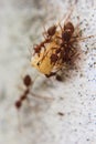 Red imported fire ant,Action of fire ant Royalty Free Stock Photo