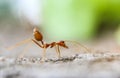 Red imported fire ant,Action of fire ant Royalty Free Stock Photo