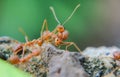 Red imported fire ant,Action of fire ant Royalty Free Stock Photo