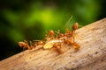 Red Imported Fire Ant Royalty Free Stock Photo