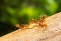 Red Imported Fire Ant Royalty Free Stock Photo