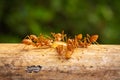 Red Imported Fire Ant Royalty Free Stock Photo