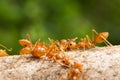 Red Imported Fire Ant Royalty Free Stock Photo