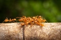 Red Imported Fire Ant Royalty Free Stock Photo
