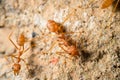 Red imported fire ant on the floor, macro image