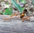 RED IMPORTED FIRE ANTS CARRY DEAD HONE BEE Royalty Free Stock Photo