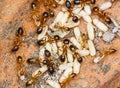 Red imported fire ants Solenopsis invicta or simply RIFA take care eggs