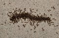 Red imported fire ants (Solenopsis invicta) swarming onto an earthworm.