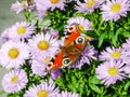 Inachis butterfly feeding from an aster flower Royalty Free Stock Photo