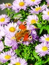 Inachis butterfly with open eyes feeding from an aster flower Royalty Free Stock Photo