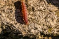 Inchworm on the rock Royalty Free Stock Photo