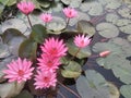 Red Indain Water Lily Lotus Royalty Free Stock Photo