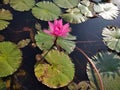 Red Indain Water Lily Lotus Royalty Free Stock Photo