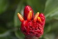 Red Indian head ginger costus speciosus flower Royalty Free Stock Photo