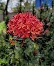 Red Indian Ixora Flower