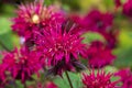 Red Indian nettle, wild bergamot blossom