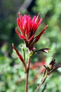 Red Indian Paintbrush flower, Castilleja